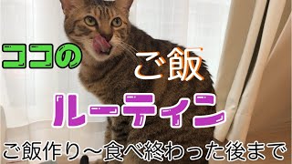 食いしん坊猫の必死なご飯ルーティンがかわいい！！