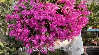 1米多的蟹爪兰，一次开花几百朵，后续花苞不断，轻松花开多次