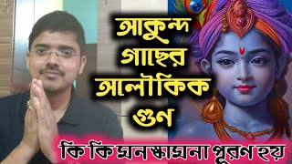 শ্বেত আকন্দের গুনাগুন প্রমান সহ।সাদা আকন্দ গাছের উপকারিতা // আকন্দ গাছের উপকারিতা //AAK ke fayde in