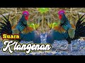 Suara Masteran Terbaik Ayam Hutan Hijau Malas Bunyi