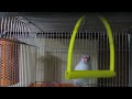 シルバーイノ文鳥のイノちゃん④　ブランコブンブン　java sparrow inochan④