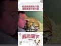 老虎突然倒地不起，飼養員卻不管不顧 寵物  動物  可愛