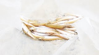 キス天が食べたいのでキスを狙う！！キスの泳がせ釣りをしてみるが・・。