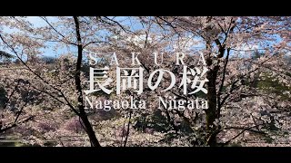 長岡の桜（花火だけじゃない！）