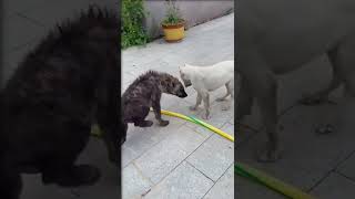 Dog And Hyena Meet #Shorts #dog #hyena #viral