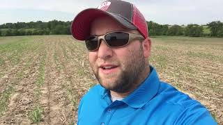 ATOTW: Black Cutworm and Pythium Scouting