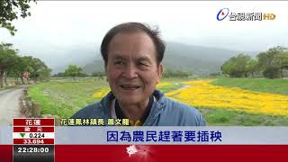 元宵節前限定美景 鳳林波斯菊花海綻放