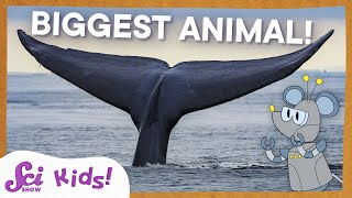 Blue Whales: The Biggest Animal EVER! | SciShow Kids