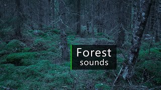 Just before dawn in a Swedish forest - Nature sounds