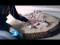 How to Recognize Symptoms of Serious Illness in Dogs How to Recognize Symptoms of Serious Illness in Dogs