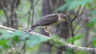 河口湖フィールドセンターのトンボを捕食するツミ（幼鳥）その１（4K60P動画）