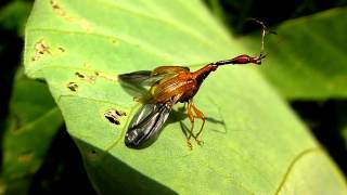 ヒゲナガオトシブミ/Paratrachelophorus longicornis 05 120630