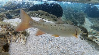 Lenok Trout Fishing Remote Mountain Stream in South Korea (열목어)