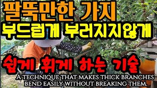 굵은 가지를 부러지지않고 쉽게 휘게 하는 기술. A technique that makes thick branches bend easily without breaking them.