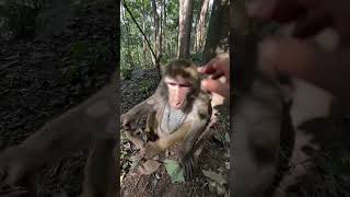 Ну хоть мороженку дали  #макаки #monkey #обезьяна #обезьянки