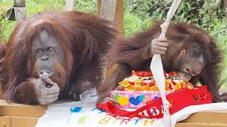 ジュリーさん♀54歳のお誕生日会・オランウータン