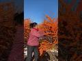 Fresh sea buckthorn fruit picking and harvesting process