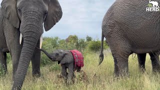 Baby Bull, Phabeni Has Created New Dynamics in the Elephant Herd
