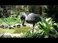 shoebill stork ハシビロコウの草むしり