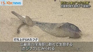 海の中道海岸の砂浜に大量のフグ　一体何が…