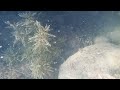 【水中映像】今子浦海水浴場　snorkeling at imagoura beach