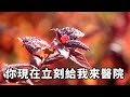 我隱瞞滬圈大少身份入贅三年，暗中幫妻子破產公司起死回生，她卻撂下一紙離婚協議讓我滾，我果斷取消投資公司當場倒閉，總裁妻子這下徹底傻眼了【三味時光】 激情故事 大彬情感 夢雅故事 小說 爽文