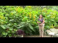 grow a candlebush cassia senna alata