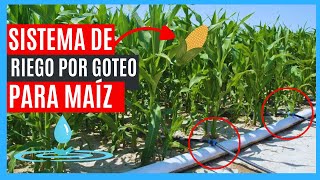 SISTEMA DE RIEGO POR GOTEO PARA CULTIVO DE MAÍZ (DISEÑO - ESQUEMA)💧🌾 IMCREMENTA TU PRODUCCIÓN📈🌿🌱