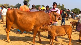 @আজ 19 December , 2024 | বাছুর সহ গাভী গরুর দাম | gavi goru dam | | রানীগঞ্জ  হাট |দিনাজপুর