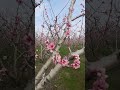 the famous by the national geographic plain with blossoming peach trees asmr nationalgeographic