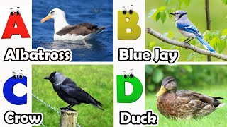 Birds Alphabet Song for Kids | Birds ABC Song | Phonics for Kids | Alphabet Letters | Baby