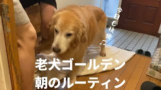 老犬ゴールデンレトリバーのモーニングルーティン A senior golden retriever’s everyday life.