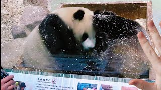 圓寶和圓圓抱在一起滾木屑，兩隻玩得超愛心|熊貓貓熊The Giant Panda Yuan Yuan and Yuan Bao|台北市立動物園