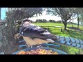 halfbeak blue jay at the feeder