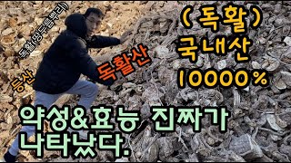 독활 30년된 국내산 1000% 땅두릅뿌리약재 (독활)판매해요.진짜가나타났다!!