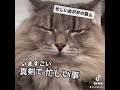 金沢弁を喋る猫 『う〇ち中の猫』おしゃべりペット ノルウェージャンフォレストキャット shorts