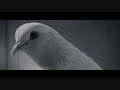 la superstition du pigeon