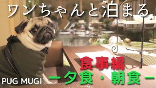 [Pug / Rice] Mugi who is excited about the dog buffet ♪ [Meal / Matsunoura Annex]