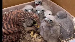 2020황조롱이육아18 Kestrel nesting18- 귀여워~새끼 황조롱이들 cute baby birds ~