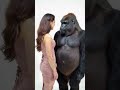 wow funny beauty pets gorilla cute monkey chimpanzee