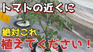 【トマト】の横に植えるだけでメリットいっぱいの〇〇を紹介します【無農薬】