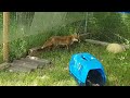 fuchs im gehege 2019