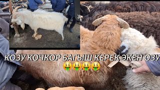 КУРШАБ КОЙ КОЧКОР ЭЧКИ ТЕКЕ БААЛАРЫ .18.01.2025 #ПАМИР ТВ #КУРШАБ