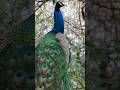 #peacock #birds #love #peacok