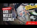 PERIKSA MULUT DAN TELINGA