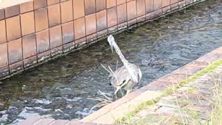 青鷺くん、魚をとって食べます！#アオサギ  #野鳥 #大濠公園