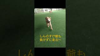 ゴールデンズ（保護犬）初めてドッグランデビューです✨