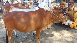 আজ ২২ অক্টোবর ২৩ | ৭,৮,৯ মাসের ক্রস,দেশি জাতের গর্ভবতী,গাভ গাভী গরুর দাম | পঞ্চগড় | pregnant cow