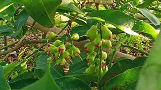 APLIKASI OBAT SPESIAL.. ATASI LALAT BUAH, RONTOK, BUSUK Buah