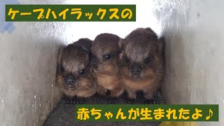 ケープハイラックスの赤ちゃんが生まれたよ